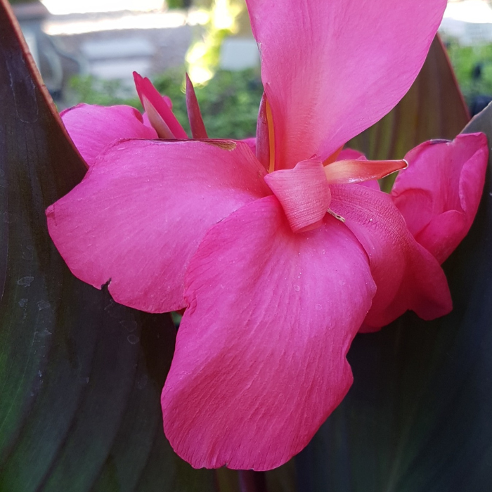 Canna nain Flirtini ® - Leaderplant