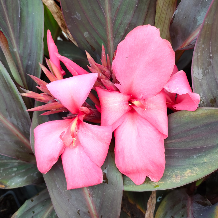 Canna nain Flirtini ® - Leaderplant