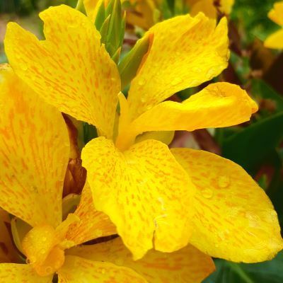 Canna nain Lemon & Gin ®  - Leaderplant