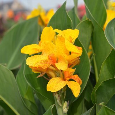 Canna nain caballero (1 bulbe) - Leaderplant