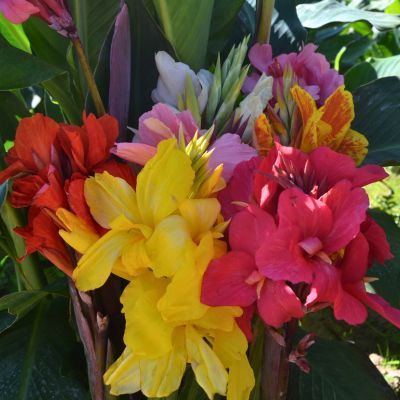 Cannas nains en mélange (3 bulbes) - Leaderplant