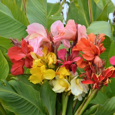 Cannas hauts en mélange (3 bulbes) - Leaderplant
