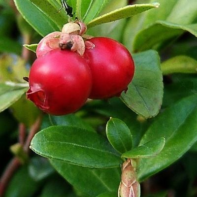 Cranberry - Canneberge Pilgrim - Leaderplant