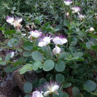 Câprier  - Leaderplant