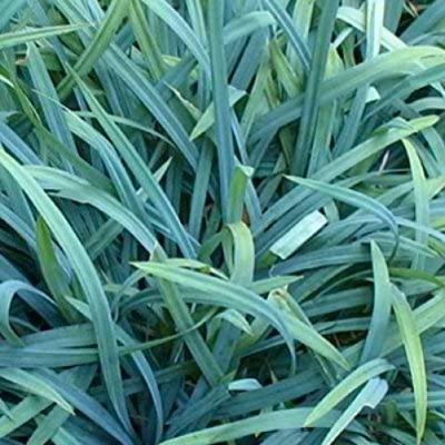 Graminée Carex Bunny Blue - Leaderplant