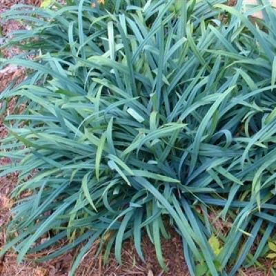 Graminée Carex Bunny Blue - Leaderplant