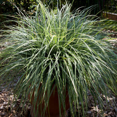 Graminée Carex Everest ® en mini-motte - Leaderplant