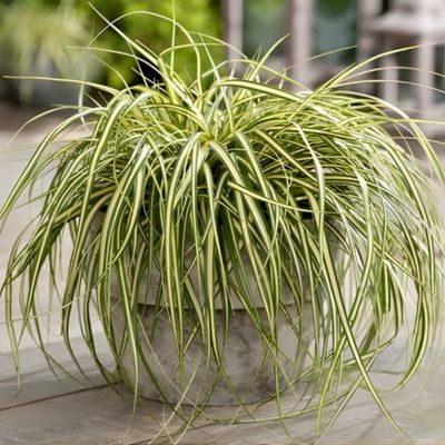 Graminée Carex Evergold en mini-motte - Leaderplant