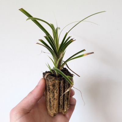 Graminée Carex Feather Falls ® en mini-motte - Leaderplant