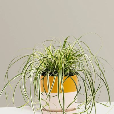 Graminée Carex Feather Falls ® en mini-motte - Leaderplant
