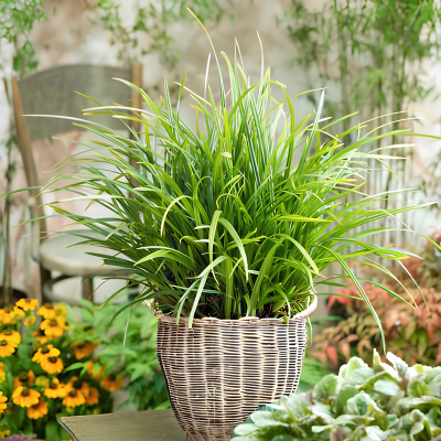 Graminée Carex Irish Green en mini-motte - Leaderplant