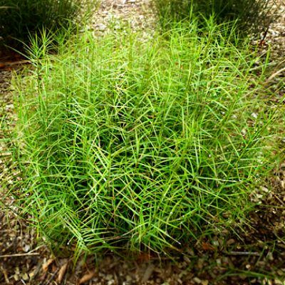 Graminée Carex Little Midge - Leaderplant