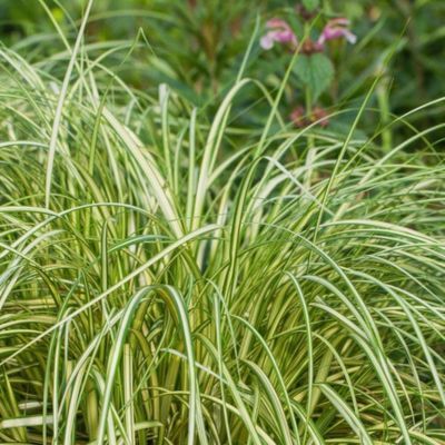 Graminée Carex Moon Falls ® - Leaderplant