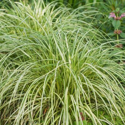 Graminée Carex Moon Falls ® - Leaderplant