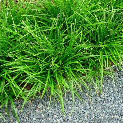 Graminée Carex Irish Green - Leaderplant