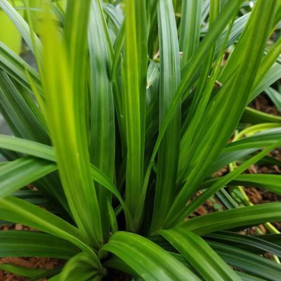 Graminée Carex Irish Green - Leaderplant