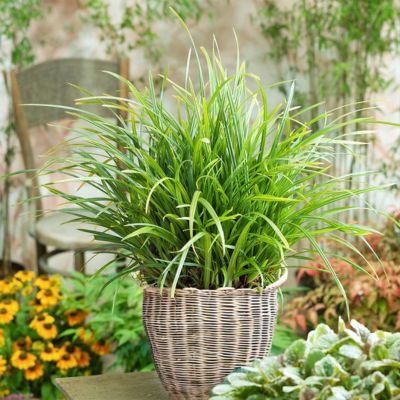Graminée Carex Irish Green - Leaderplant