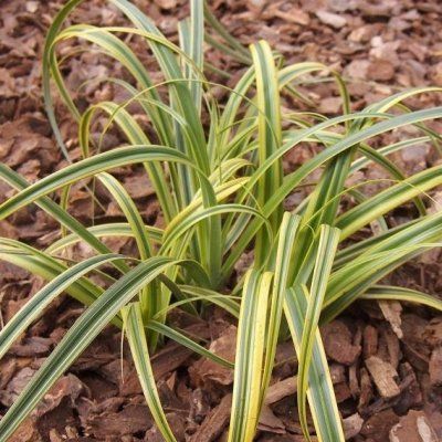 Graminée Carex Rekohu Sunrise ® - Leaderplant