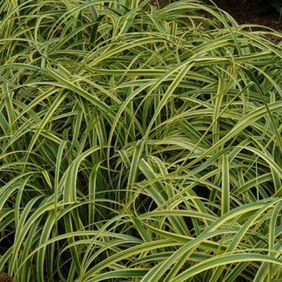 Graminée Carex Rekohu Sunrise ® - Leaderplant