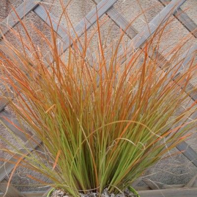 Graminée Carex testaceae Prairie fire - Laîche orange - Leaderplant
