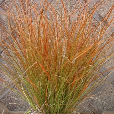 Graminée Carex testaceae Prairie fire - Laîche orange - Leaderplant