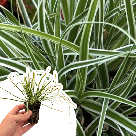 Graminée Carex Everest ® en mini-motte - Leaderplant