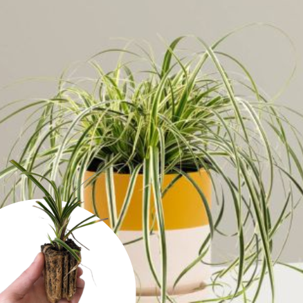 Graminée Carex Feather Falls ® en mini-motte - Leaderplant