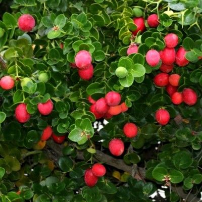 Prunier du Natal - Carissa - Leaderplant