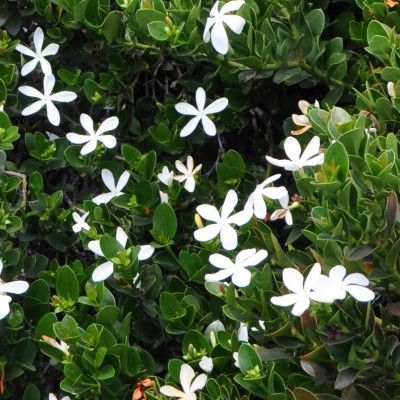 Prunier du Natal - Carissa - Leaderplant