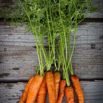 Graines Carotte Touchon (Ferme de Sainte Marthe) - Leaderplant