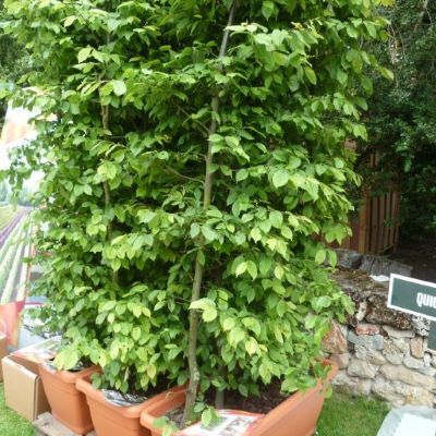 Charme / Charmille - Leaderplant