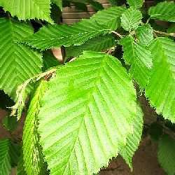 Charme / Charmille - Leaderplant