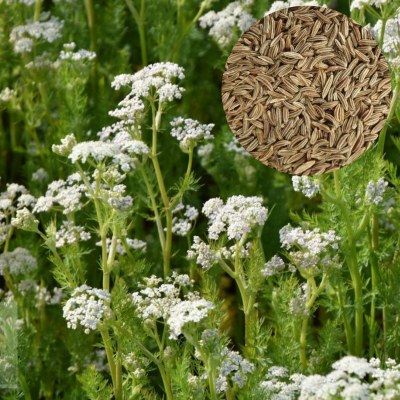 Cumin des prés - Carvi - Anis des Vosges - Leaderplant