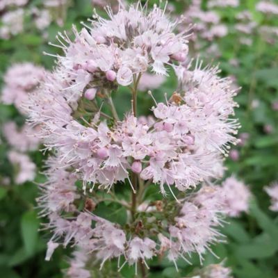 Caryopteris Stephi Rose ® - Leaderplant