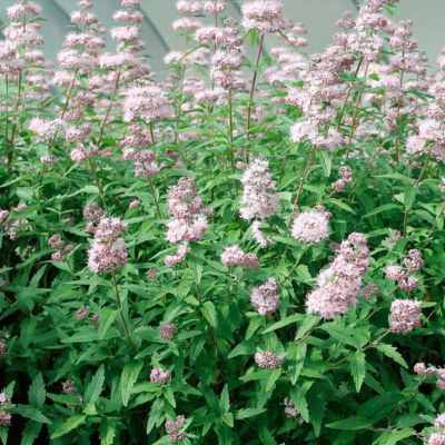 Caryopteris Stephi Rose ® - Leaderplant