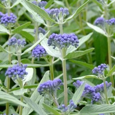 Caryopteris Blue Empire ® - Leaderplant