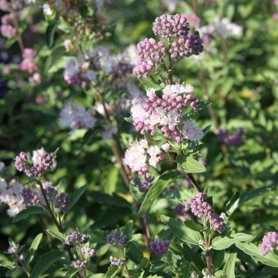 Caryopteris Camara ® Pink  - Leaderplant