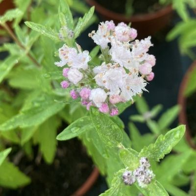 Caryopteris Camara ® Pink  - Leaderplant