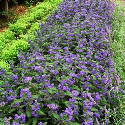 Caryopteris First Choice - Leaderplant