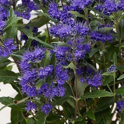 Caryopteris Grand Bleu ® - Leaderplant
