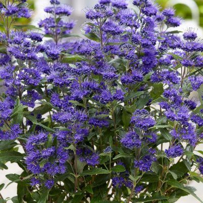Caryopteris Grand Bleu ® - Leaderplant