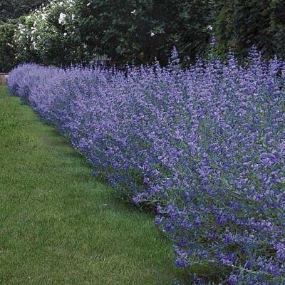 Caryopteris Heavenly Blue - Leaderplant