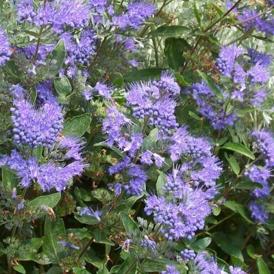 Caryopteris Heavenly Blue - Leaderplant