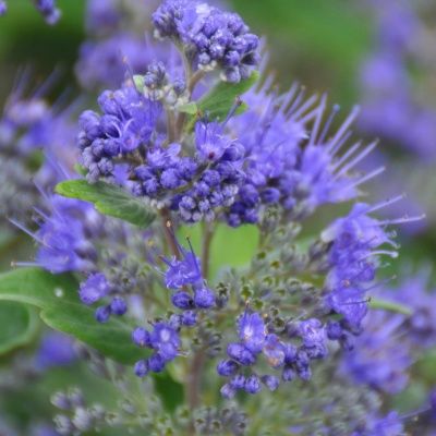 Caryopteris Heavenly Blue - Leaderplant
