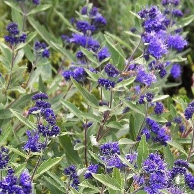 Caryopteris Kew Blue - Leaderplant