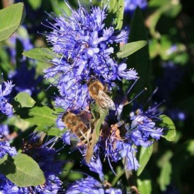 Caryopteris Kew Blue - Leaderplant