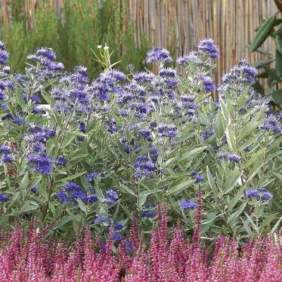 Caryopteris Kew Blue - Leaderplant
