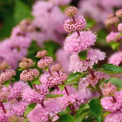 Caryopteris Pavilion Pink ® - Leaderplant
