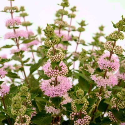 Caryopteris Pavilion Pink ® - Leaderplant