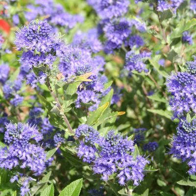 Caryopteris Thetis ® - Leaderplant